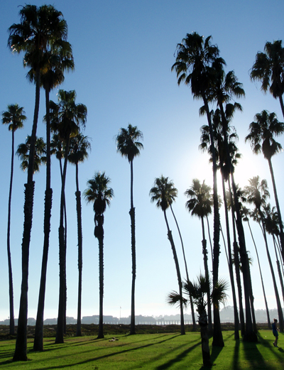 Palm trees at Cabrillo Boulevard in Santa Barbara