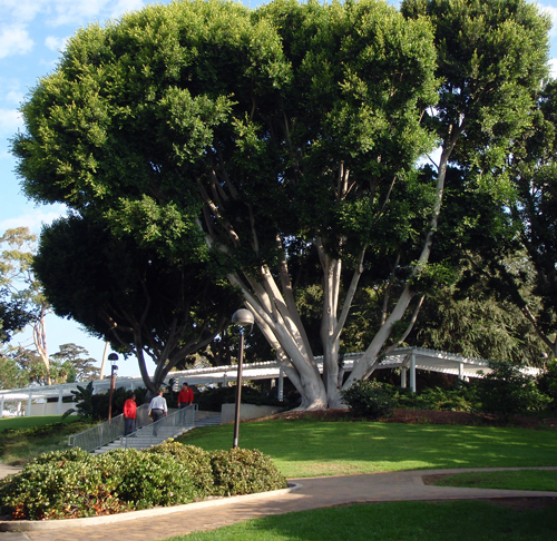Large tree on SBCC West Campus