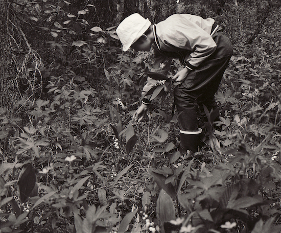 Torgny picks lilies in the valley near Helgum