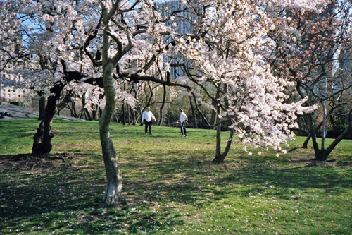 Fencing in Central Park, New York