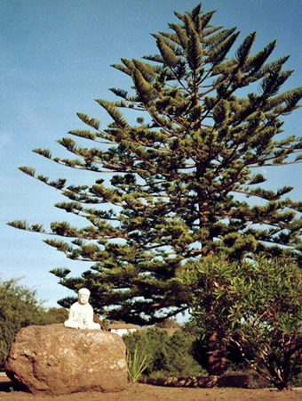 Buddha at Fairview Avenue