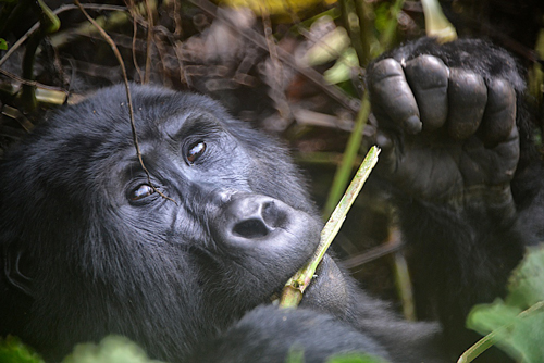 Mountain gorilla in Uganda