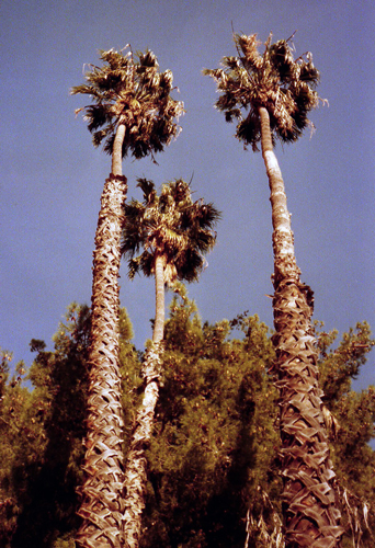 Holiday Hill Rd, Goleta, Calif.