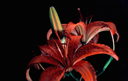 Lilium tigrinum