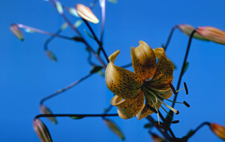 Lilium tigrinum var. flaviflorum