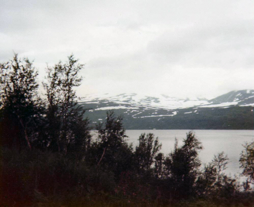 Norwegian Fjeld in Trondheim