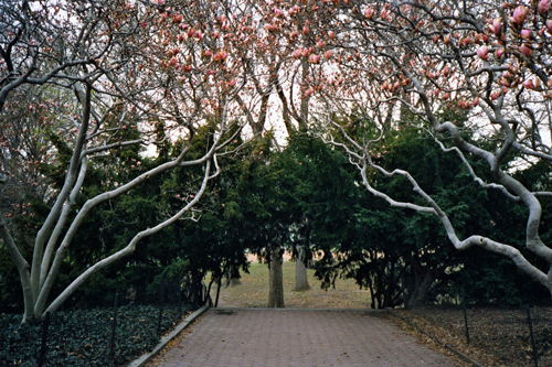 Early blooming in Central Park, NY