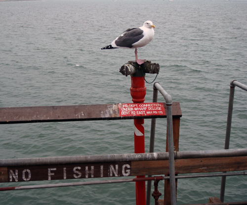 Great Black-Backed Sea Gull