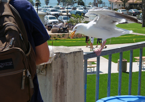 Great Black-Backed Gull