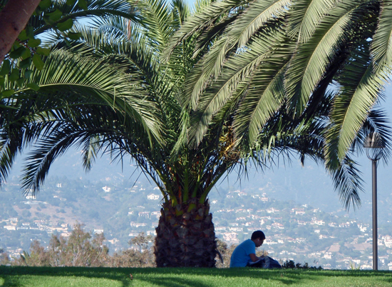 Palm tree at Winslow Maxwell Overlook on SBCC East Campus