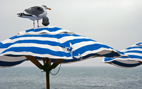 Segull in windy weather at Stearns Wharf in Santa Barbara